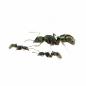 Preview: Rhytidoponera metallica
